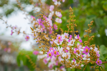 pink and white flower with bokeh