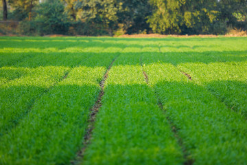 Green wheat field in Indian farm  