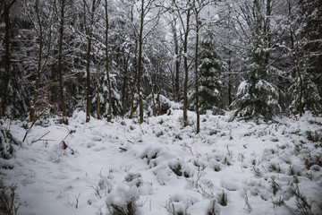 snow and ice in the forest, Winter background