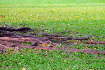 The roots of big trees on green lawns in the public park, chatuchak park.