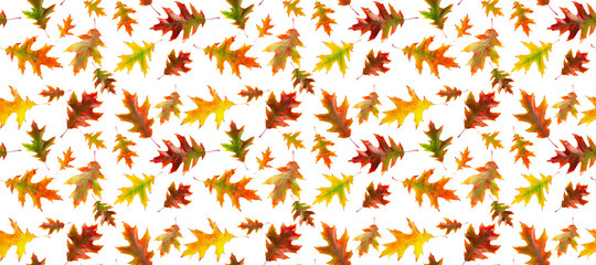 Seamless pattern of autumn oak leaves isolated on a white background. Bright multi-colored oak leaves. Banner