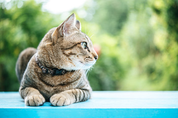Close-up of the tabby on the blue cement floor and looking to the left
