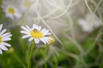 Little white daisy flower with green bokeh