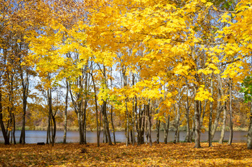 Vivid yellow foliage on trees on river bank