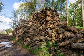 Large stockpiles of felled tree trunks in woodland