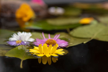 Bright colored flowers and leaves float in the dark water.
