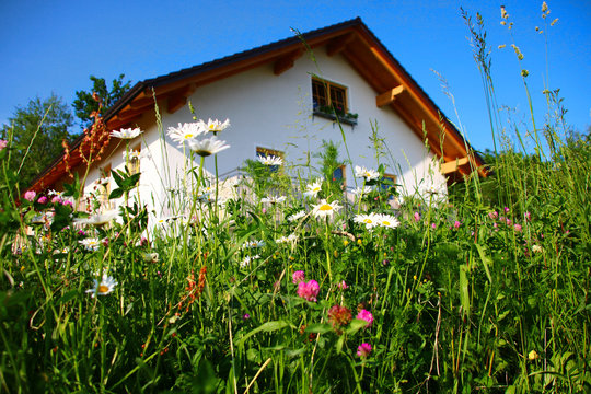 blumenwiese vor dem haus