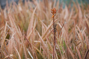 Landscape Horticulture