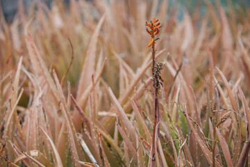 Landscape Horticulture