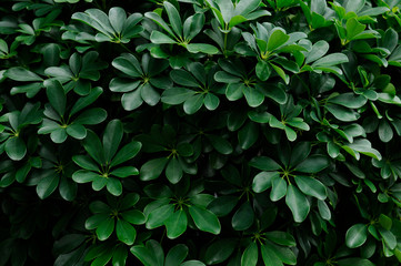 観葉植物　カポック