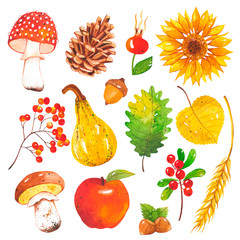 Watercolor hand-drawn set of autumn harvest. Autumn mushroom, leaf, pine cone, pumpkin, acorn, cranberry, apple, rosehip, sunflower, rowan, wheat. A collection of elements from the forest and farm. 