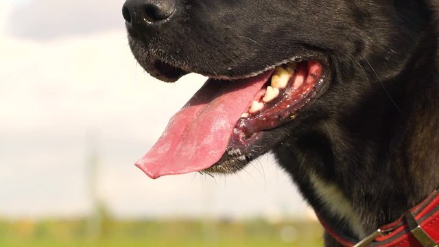 Adorable black labrador drooling in slow motion at the park.