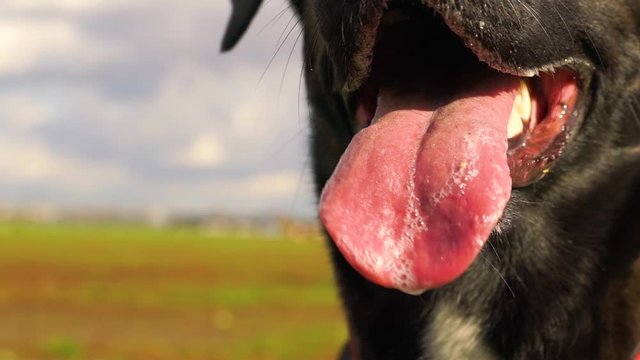 Adorable black labrador drooling in slow motion at the park.