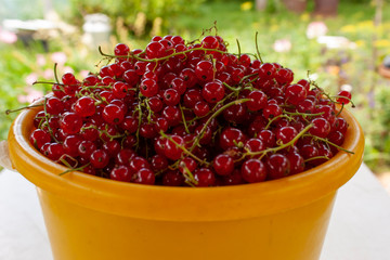 A bucket with ripe red currants on a background of summer greenery.