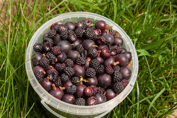 Bucket with burgundy gooseberries and black raspberries on a background of green grass.