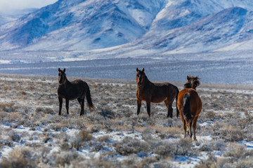 Wild Horses