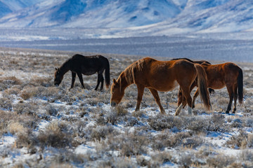 Wild Horses