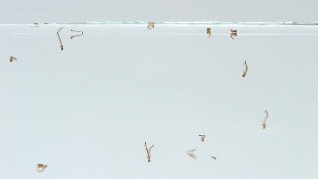 Mosquito larva while swimming on isolated white