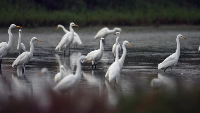 Black-faced spoonbill (Platalea minor), low angle view, side shot, in the morning foraging with a flock of shorebirds on mudflats in salt field at Ban Laem, Pak Thale, Phetchaburi, Thailand.