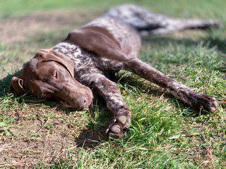 Puppy dog  breed German Shorthaired Pointer sleeping  on the grass.