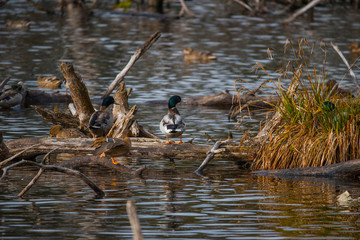 Ducks in a swamp sitting on a logg in rural Stockholm