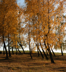 Autumn landscape with bent in yellow leaves trees illuminated by the evening sun.