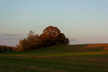 Autumn landscape with an evening field and an island of autumn trees. Beautiful transitions of light and shadow and a large blue sky.