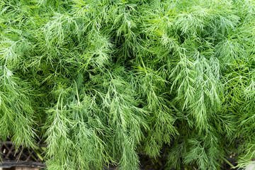 closeup of dill