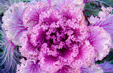 Ornamental cabbage or kale curly leaves purple pink colour