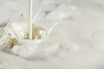 Fototapeta na wymiar Fresh milk. Beautiful background of fresh milk splashes with free space for text.