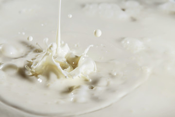 Fresh milk. Beautiful splashes of milk form a crown.