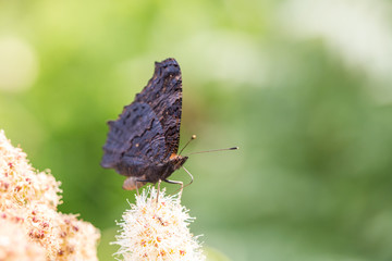Butterfly on a flower