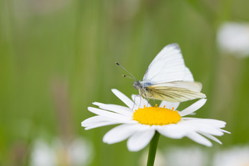 Butterfly on a flower