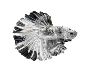 Siamese Fighting Fish , Betta splendens , Black and white on White Background, Half Moon, Crowntail