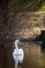 Swan at Roerskov lake