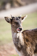 Fototapeta premium Deer