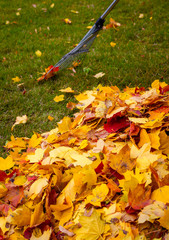 Autumn.Harvesting fallen yellow leaves in the autumn park.
