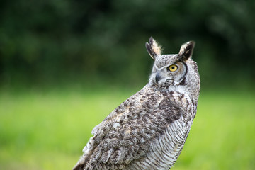 Owl from at show on Ærø