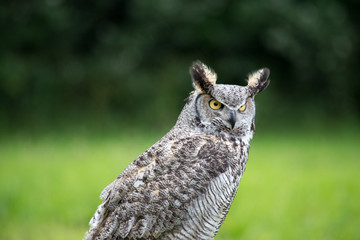 Owl from at show on Ærø