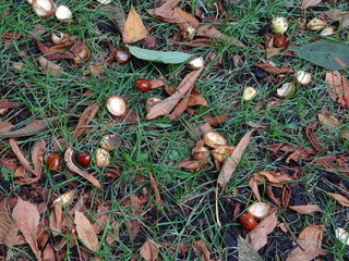 autumn leaves on the ground