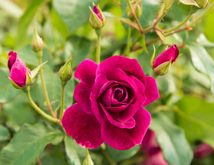 burgundy rose on a branch