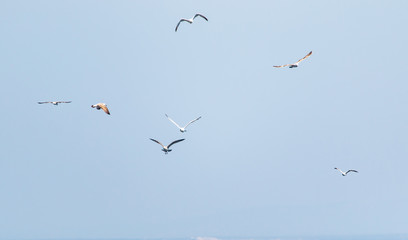 birds seagulls on a background of blue sky