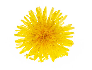 yellow dandelion on a white background