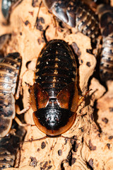 big exotic cockroach