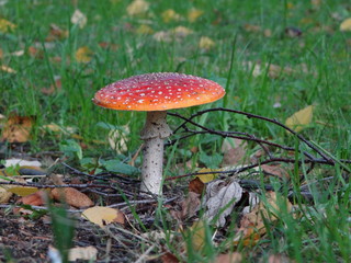 red mushroom in the forest