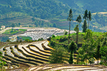 Beauty of rice terraces in a mountainous region, Northern Vietnam in watering season