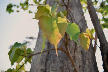 Beautiful Pho leaves with morning light