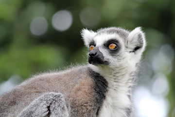 Lemurs in a Z00
