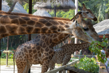 Giraffes feed on the leaves in the zoo