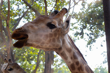 One big giraffe in a Safari Park